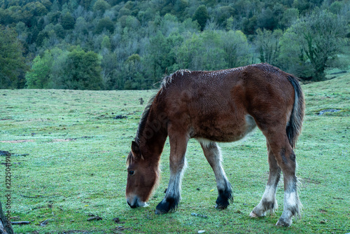 young brown foal grazing on green grassy mountain pasture in pyrenees