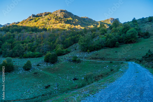 scenic dirt gravel path winding along a grassy mountain slope towards dense colorful autumn woods illuminated by sunlight under a clear blue sky.