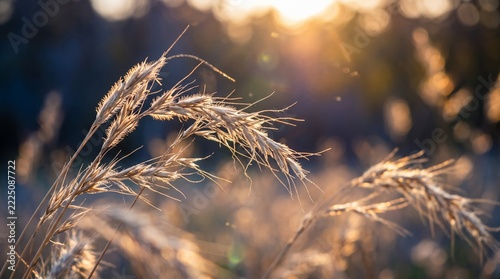 Golden Wild Grass Stalks Glowing at Sunset