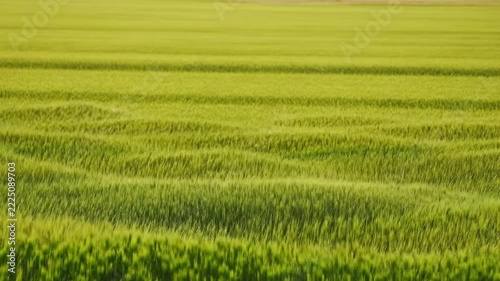 Slow motion pan of wheat field swaying in wind across open countryside farmland at golden afternoon light