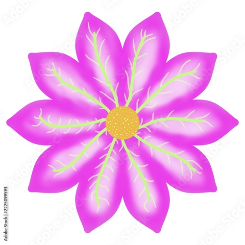 Illustrated Pink Flower Isolated