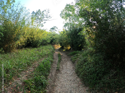 Dirt hiking trail winding through green forest and bushes under bright sky