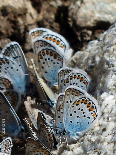 butterfly on a flower