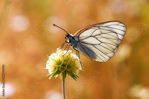 butterfly on a flower