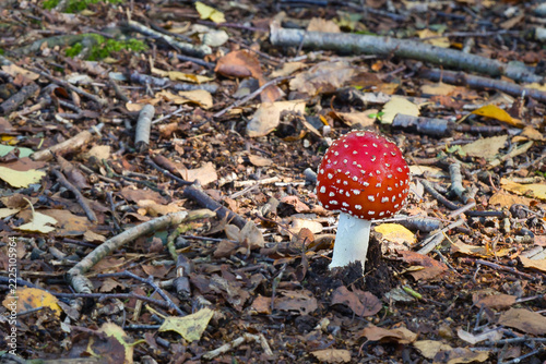 A vibrant fly agaric mushroom, Amanita muscaria, stands amidst fallen autumn leaves, twigs, and forest debris