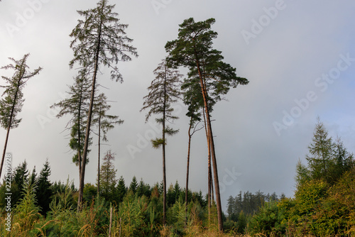 Dead and Damaged Trees Rising Above a Regrowing Forest
