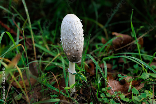 Shaggy Ink Cap Mushroom Growing in Green Forest Grass
