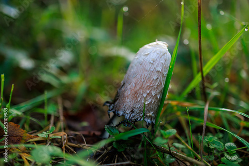 Shaggy Ink Cap Mushroom Growing on the Forest Floor
