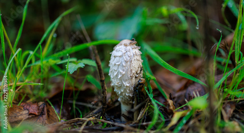Young Shaggy Ink Cap Mushroom Among Green Grass
