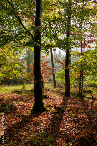 Sunlight Shining Through a Colorful Autumn Forest