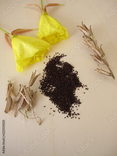 Plant seeds from the evening primrose with ripe capsule fruits and yellow flowers