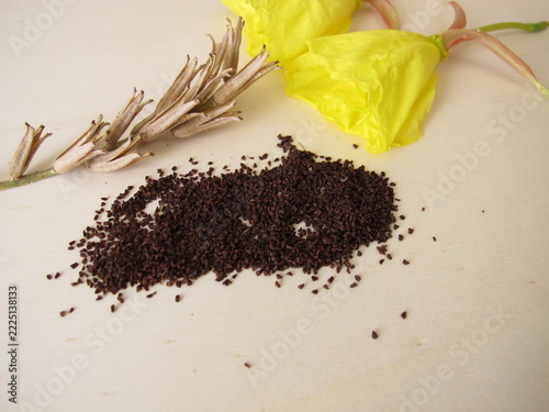 Plant seeds from the evening primrose with ripe capsule fruits and yellow flowers