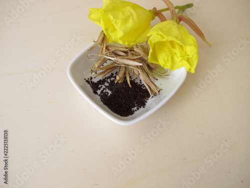 Plant seeds from the evening primrose with ripe capsule fruits and yellow flowers
