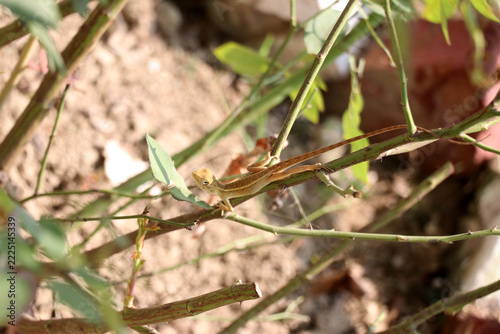 It has an earthy tan or light brown coloration with faint stripes, which helps it camouflage among twigs and leaves