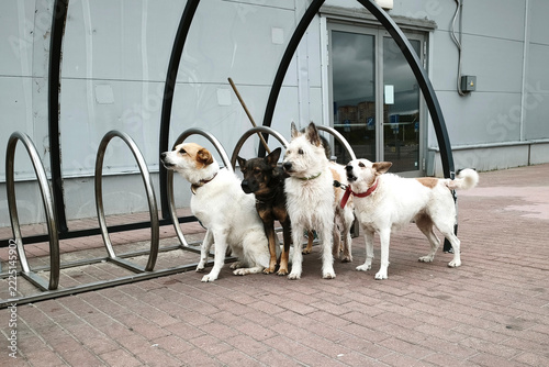 Four different dogs are tethered to a bicycle rack by a shared leash.