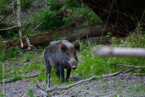 Wild boar ,, sus scrofa,, on wild nature, Danube forests, Slovakia