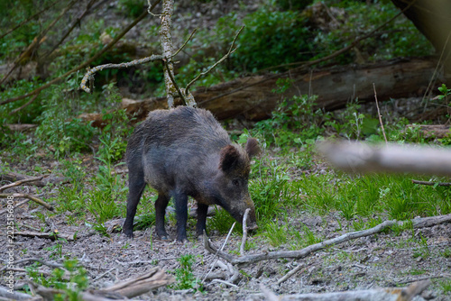 Wild boar ,, sus scrofa,, on wild nature, Danube forests, Slovakia