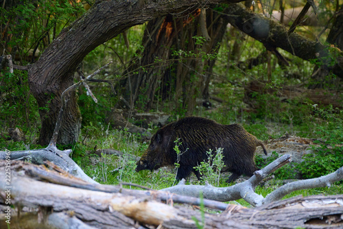 Wild boar ,, sus scrofa,, on wild nature, Danube forests, Slovakia