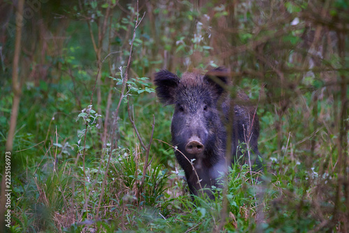 Wild boar ,, sus scrofa,, on wild nature, Danube forests, Slovakia