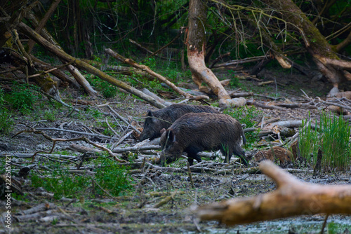 Wild boar ,, sus scrofa,, on wild nature, Danube forests, Slovakia