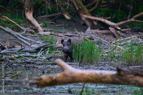Wild boar ,, sus scrofa,, on wild nature, Danube forests, Slovakia