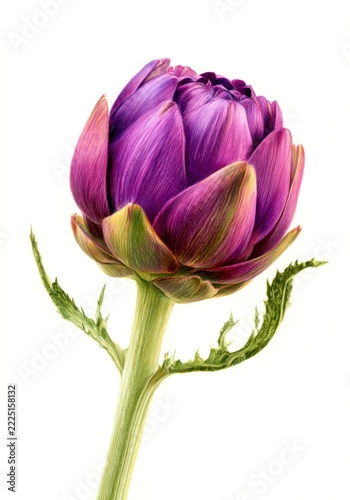 A close-up view of a vibrant purple artichoke flower. Its petals showcase stunning colors. This image highlights the beauty of nature. Perfect for food-related projects or botanical themes. AI
