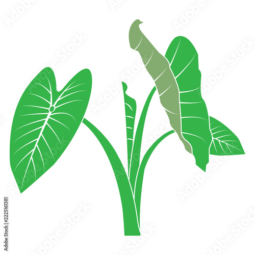 Minimalist vector illustration of a plant with taro-like green leaves