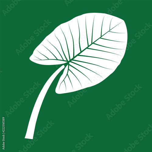 Minimalist vector illustration of a plant with taro-like green leaves