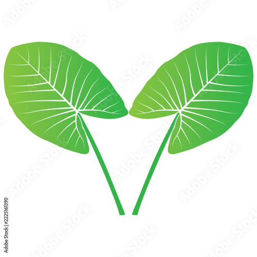 Minimalist vector illustration of a plant with taro-like green leaves