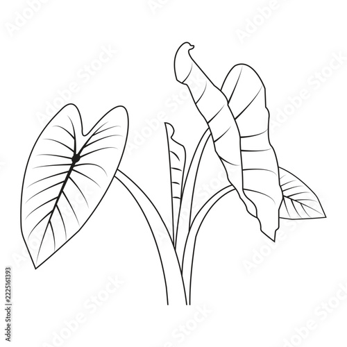 Black and white line art vector illustration of a taro plant leaf