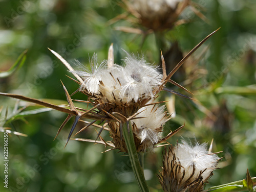 Mature seed head of Syrian thistle, Notobasis syriaca, with long sharp spines and white feathery pappus. Ripe seeds emerge between dry bracts and are ready for dispersal by wind.