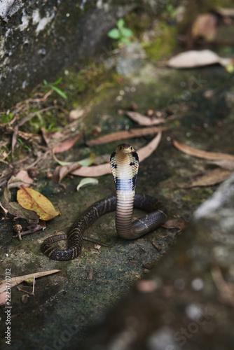 Fotografie A juvenile king cobra flares its hood and raises its head in a defensive posture among dry leaves on the ground, looking directly at the camera