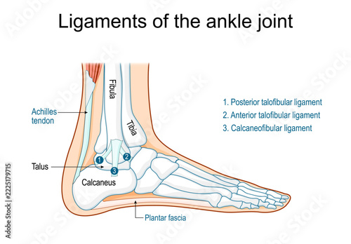 Ankle joint ligaments anatomy. Foot and ankle anatomy.