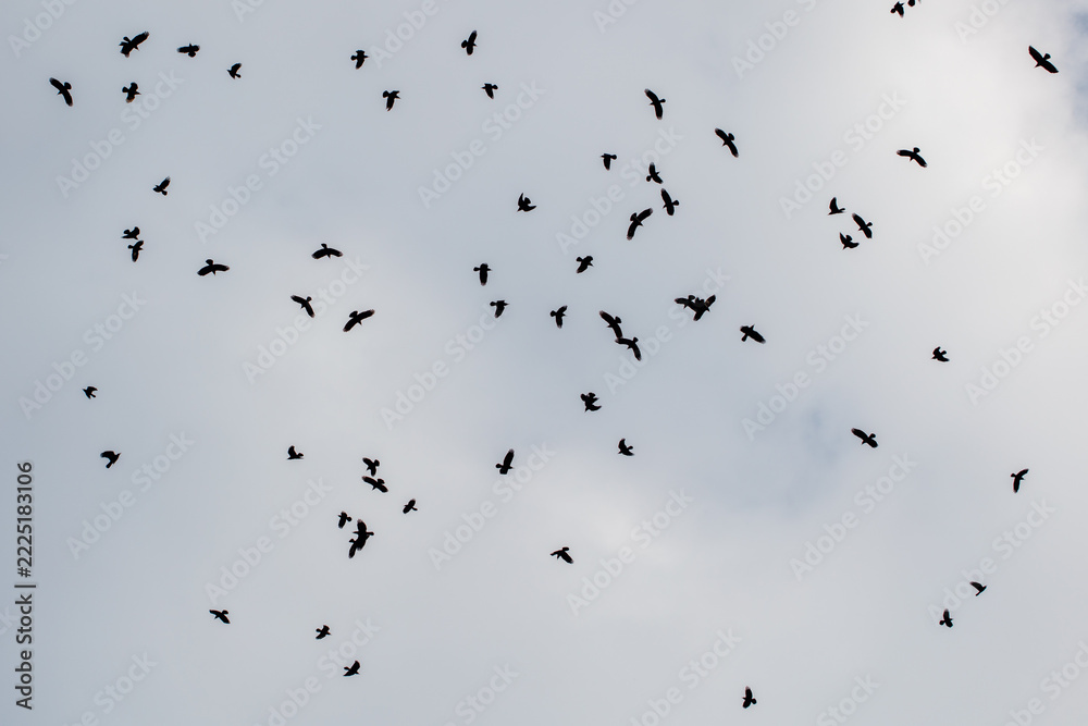 Naklejka premium Silhouettes of birds fly against a cloudy sky