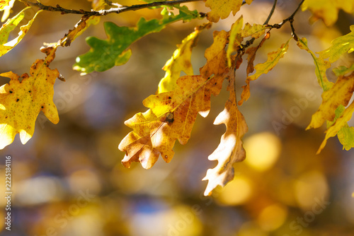 Obraz na plátně Golden oak leaves dangle from slender branches