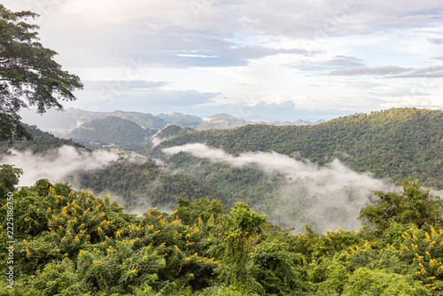 Misty mountain valley landscape with yellow flowers.A scenic panoramic view of green mountain ranges with rolling white mist and fog, foregrounded by lush green trees and blooming yellow wildflowers.