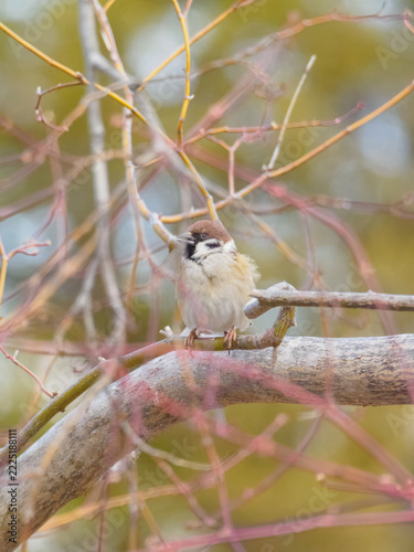 Fluffy Eurasian Tree Sparrow Facing Left with Windblown Feathers