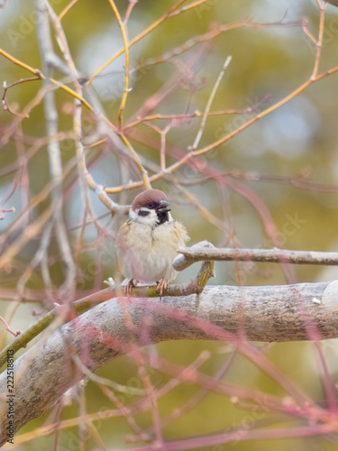 Cute Fluffy Eurasian Tree Sparrow Singing on a Bare Winter Branch