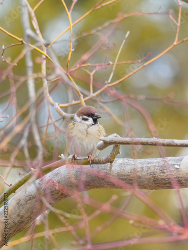 Fluffy Eurasian Tree Sparrow Resting on a Winter Branch