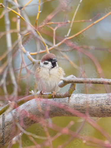 Eurasian Tree Sparrow with Puffy Feathers Perched on a Winter Tree Branch