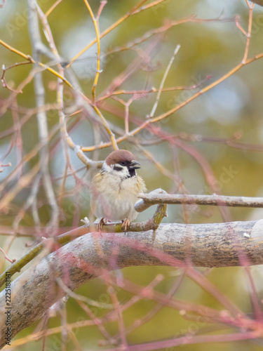Fluffy Eurasian Tree Sparrow Calling from a Branch in Winter