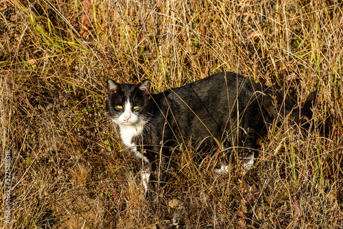 cat on the grass