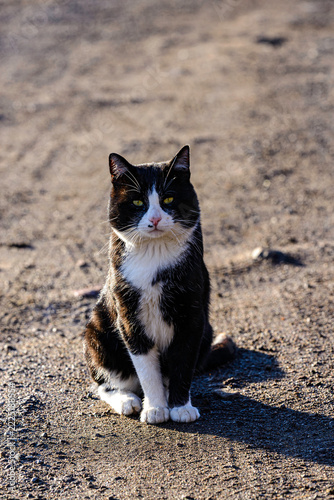 cat on the beach