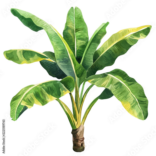 Banana Plant, elegant watercolor vector illustration, isolated on a white background.