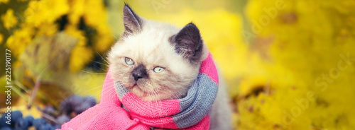 Fotografie Autumn portrait of a little kitten in a pink and gray knitted scarf