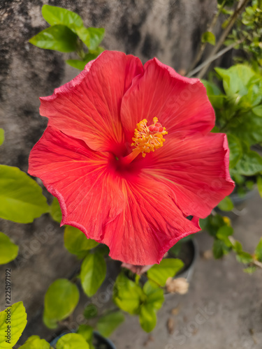 Red Hibiscus Flower Blooming Among Green Leaves.