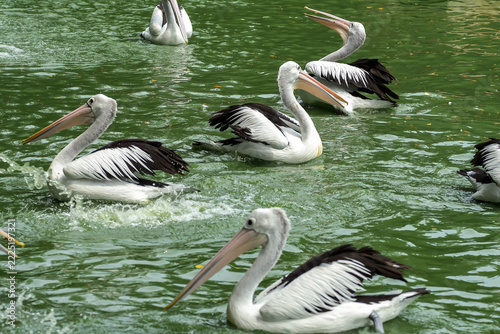 Group of australian pelicans (pelecanus conspicillatus) swimming in green pond