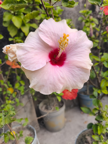 Beautiful Pale Pink Hibiscus Flower with Deep Red Center in Sunlight.