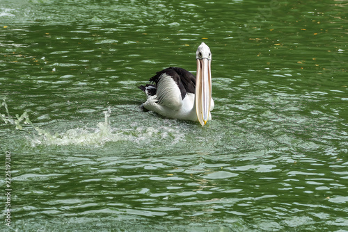 Group of australian pelicans (pelecanus conspicillatus) swimming in green pond