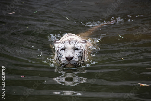 White bengal tiger  swimming in murky river water